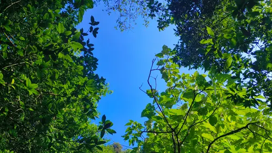我仰面躺在绿色的怀抱里，看枝叶为天空织出翡翠的穹顶。阳光是害羞的访客，只在叶脉间洒下细碎的金箔。那片湛蓝啊，像一口深井，盛满了整个季节的清甜。风来时，叶子们开始低语，说着阳光、雨露和泥土的秘密。