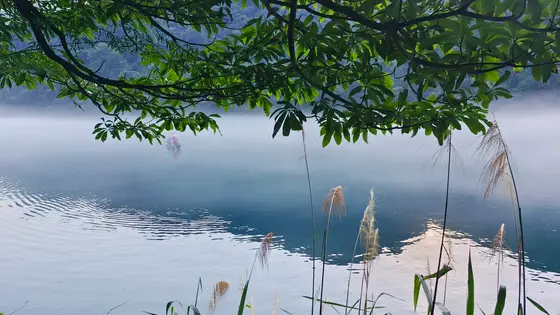 晨雾轻笼水面，小舟划破一池静谧。绿叶低垂如帘，芦苇摇曳生姿，时光在波光里缓缓沉入倒影深处。