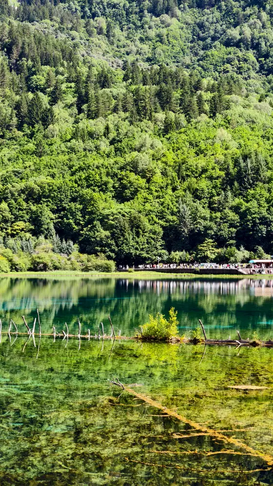 湖水是凝住的翡翠,山林倾泻而下,在镜面漾开层层绿漪。栈桥上飘过游人的身影,似远山的呼吸。水底沉睡的枯枝与水草,在光影中私语着古老时光的静谧。