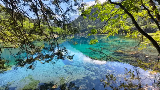湖水如一块温润的翡翠,在群山环抱中静谧流淌,清澈得能数清每一块水下的卵石。岸边的绿枝轻垂,将斑驳的倒影织入涟漪,仿佛在水面书写着夏日的诗行。阳光穿过叶隙,为这片碧蓝镀上流动的金边,时光在此凝成最温柔的画卷。