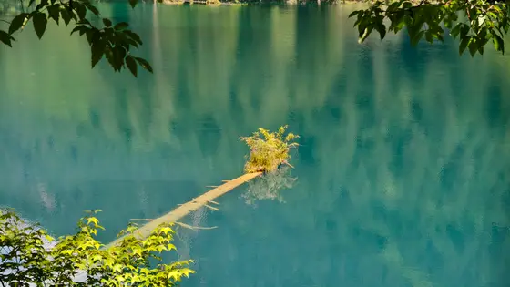 静卧的湖水,像一块温润的翡翠。一根沉睡的枯木,在碧波中托起一簇倔强的新绿。风掠过水面,摇碎了远山的倒影,也摇醒了林间的低语。