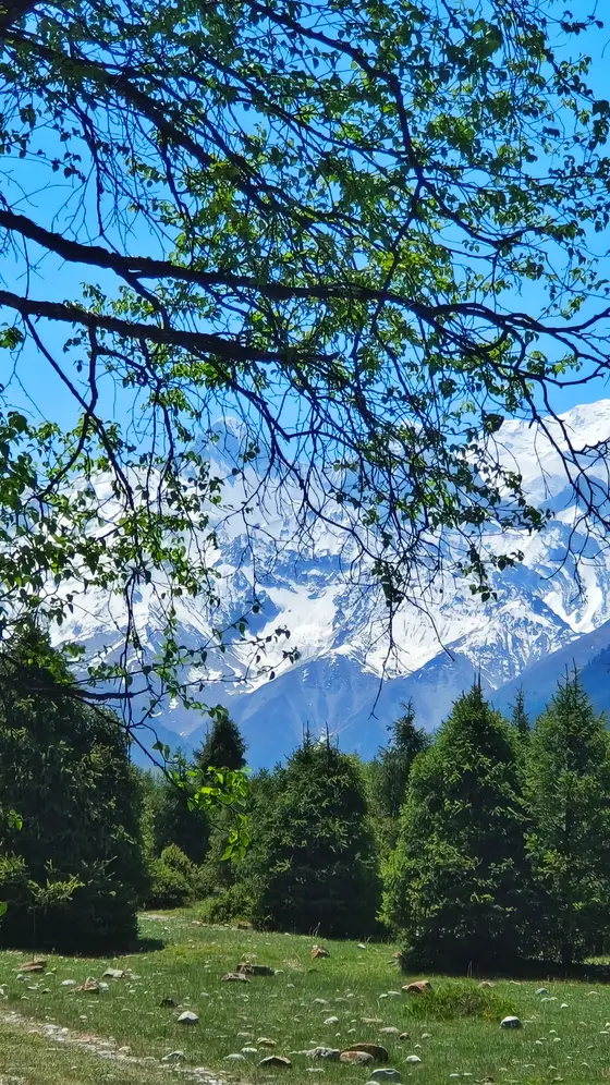 在这翠绿的枝叶间，窥见了远方巍峨的雪山，仿佛是天边遗落的白色诗篇。蓝天如洗，雪峰如银，与眼前的葱郁草木相映成趣。微风轻拂，树影婆娑，似在低语着大自然最纯净的秘密。这一刻，山川静默，却胜过千言万语的赞叹。