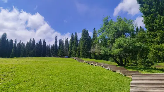 拾级而上，云絮低垂于深蓝的穹顶，仿佛触手可及。草浪随风轻涌，将木阶染成一片温柔的翠意。林梢静立如墨，偶有疏影横斜，在时光里写下无声的诗行。